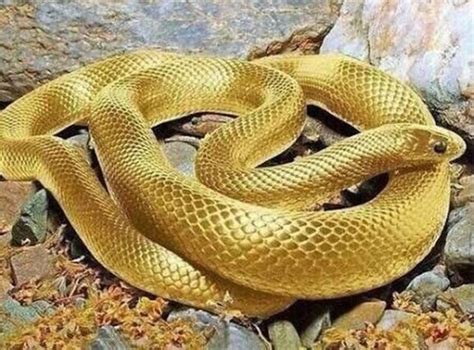 磁場大小 看到金色的蛇